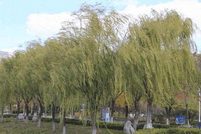 石家莊限行尾號5和0_石家莊限行區(qū)域_限行